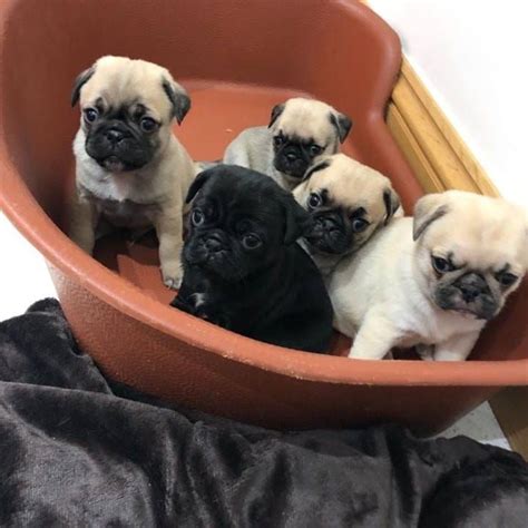 pugs for sale los angeles ca